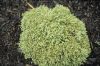 CHAMAECYPARIS PISIFERA ''SNOW''